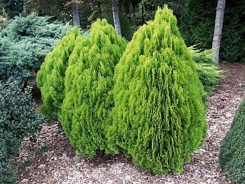 Туя восточная Аурея Нана С3